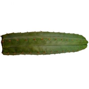 Trichocereus pachanoi - San Pedro